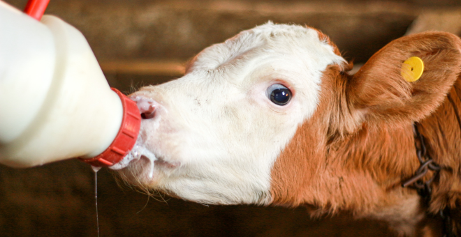 Leite de vaca aumenta o risco de desenvolver diabetes tipo 1?